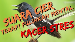 🔴TERAPI KACER CIER CIER KHAS KACER