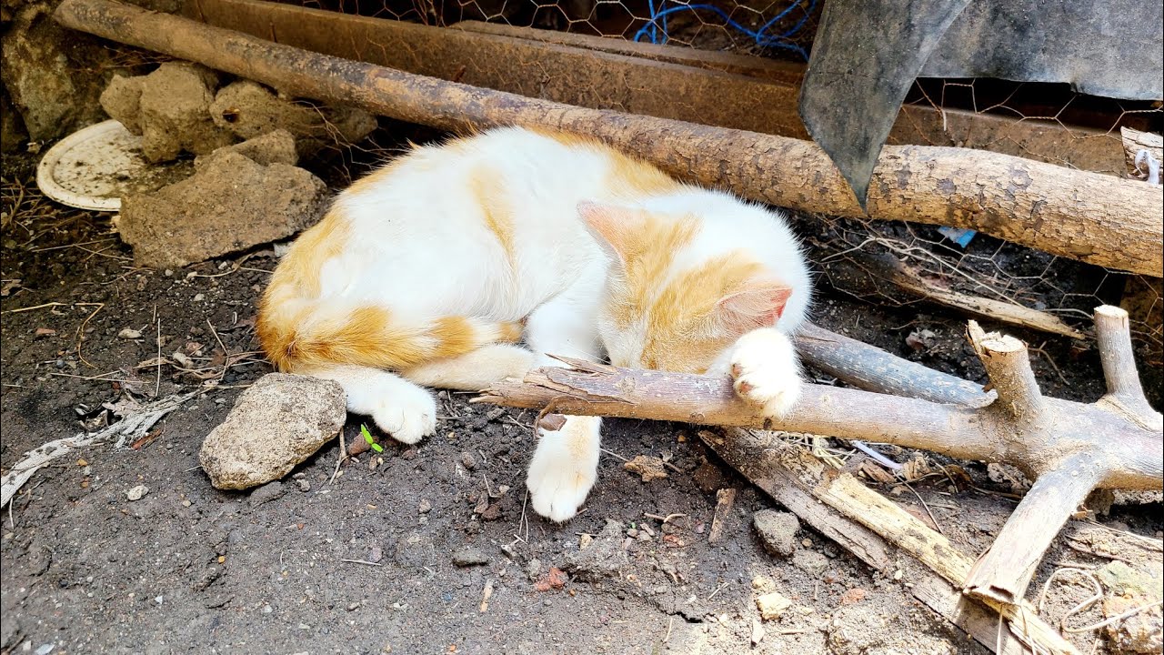 How a CAT spends its afternoon 😻CAT LIFE 🌍