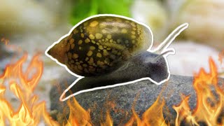 All Your Fishkeeping Pain in One Video | Part 2