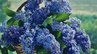 Blue Lilac Floral Frame TV Art | Vintage Lilac Flower Oil Painting Screensaver screenshot 2