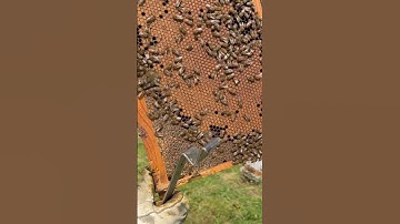 Mid July Hive Inspection #beekeeping #diyeverything #NelsonsHoney