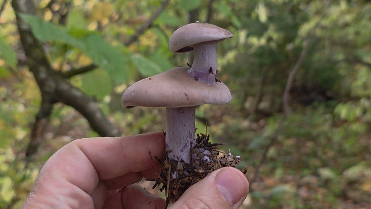 💥ГРИБНИК В ШОКЕ!👉ГРИБ РАСТЁТ НА ГРИБЕ🍄РЯДОВКА ФИОЛЕТОВАЯ В ЛЕСАХ ПОДМОСКОВЬЯ. 🍁Сентябрь 2026🍂