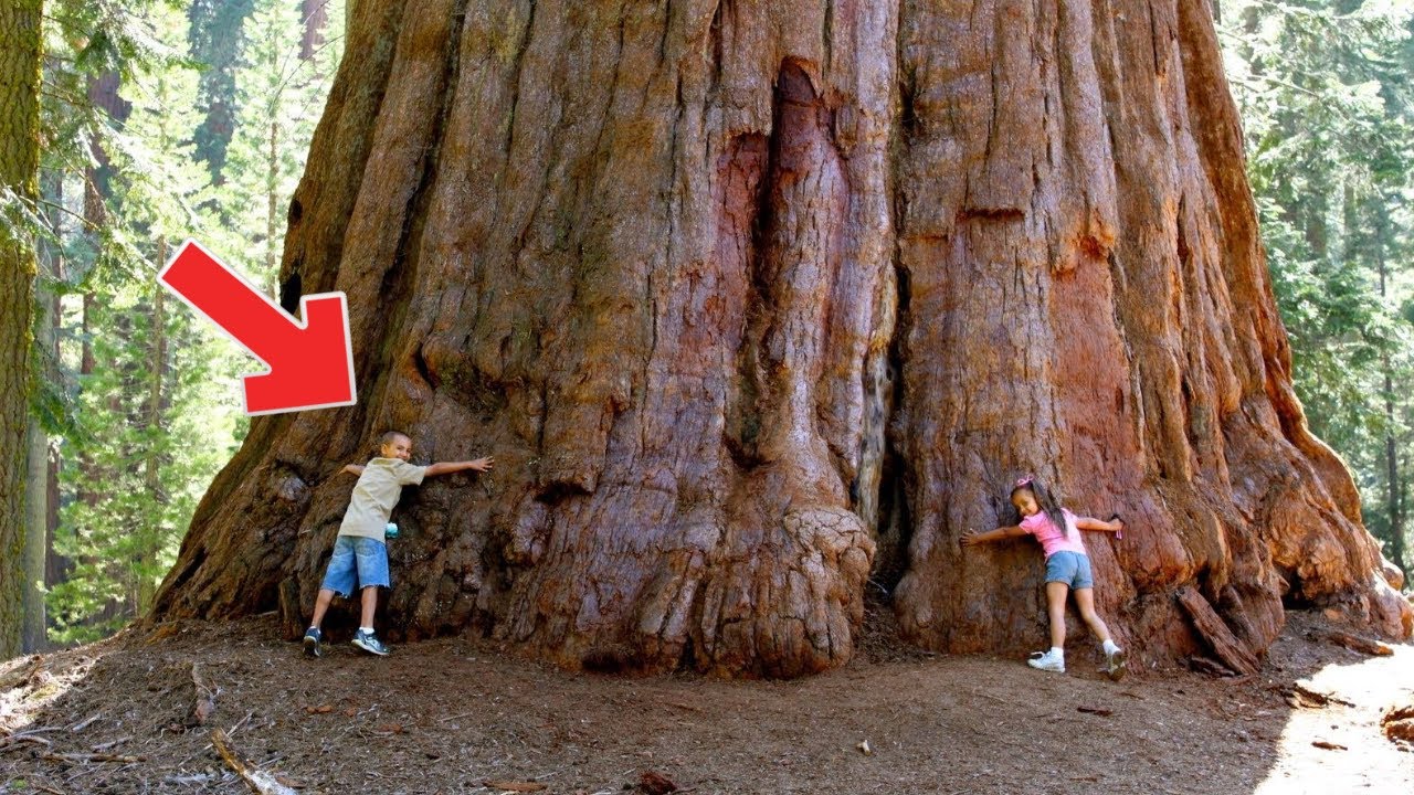 A MAIOR ÁRVORE DO MUNDO YouTube A MAIOR ÁRVORE DO MUNDO YouTube