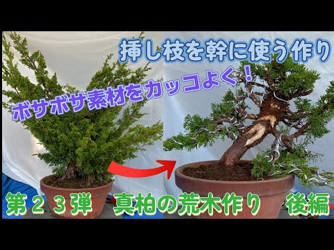 盆栽】第23弾後編 挿し枝を幹に使う真柏の荒木作り【樹齢20年