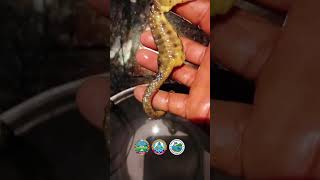 សង្គ្រោះសត្វកម្រ! ការលែងសេះសមុទ្រដោយសហគមន៍នេសាទភូមិកែប thumbnail