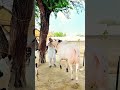 fateh jangi bull 2026 #shorts #shortvideo #youtubeshorts #fatehjangibulls #domail #animals #cow