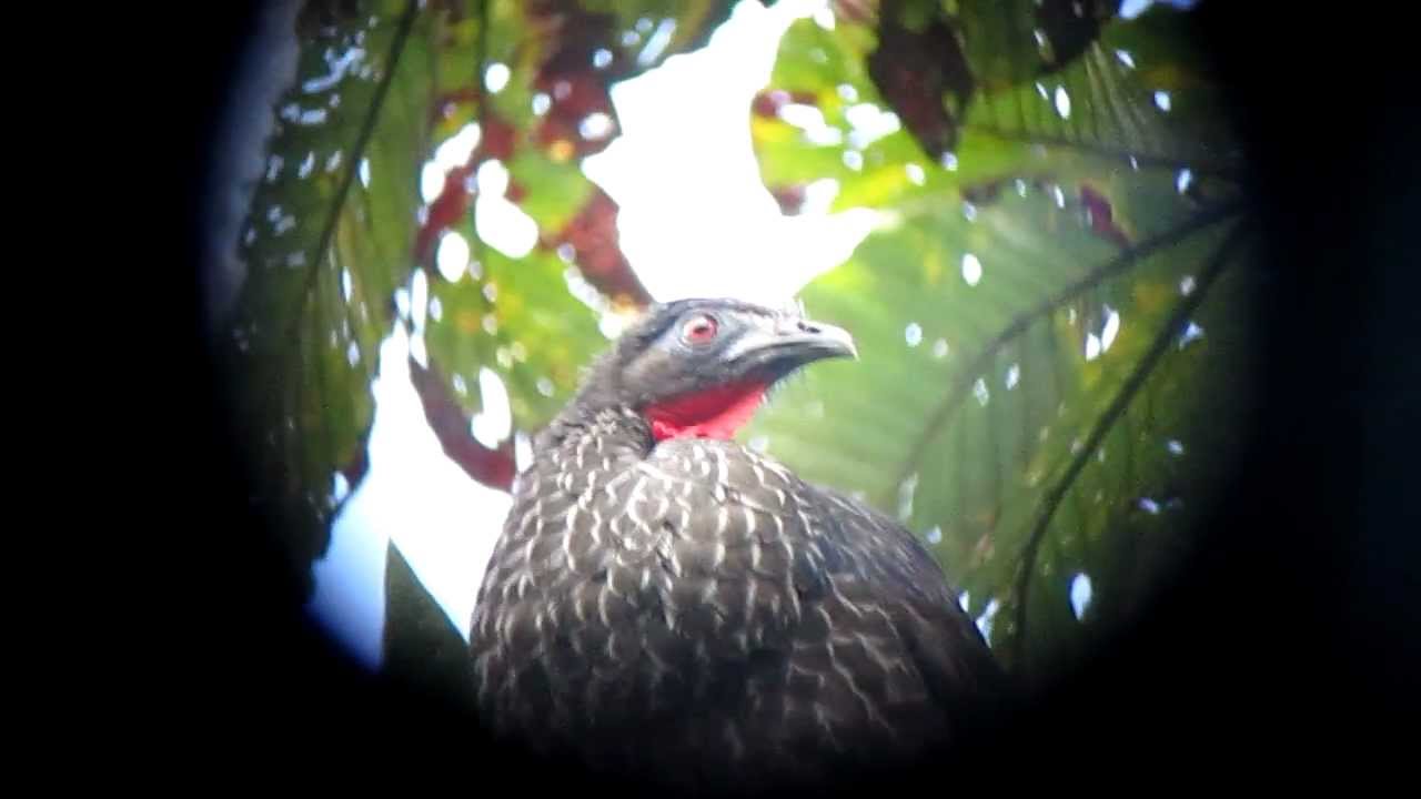 Endemic Cauca Guan - Penelope perspicax 2 - Otun, C Andes