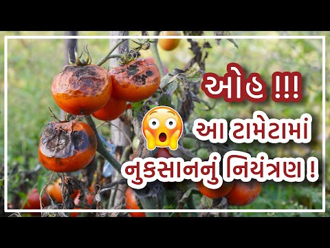 Early Blight & Late blight of Tomato Prayagbhai ટામેટામાં આગતરો અને પાછતરો સુકારાનો રોગ !  - Early Blight & Late blight of Tomato Prayagbhai ટામેટામાં આગતરો અને પાછતરો સુકારાનો રોગ ! 