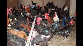 Castrate Your S For Weight Gain