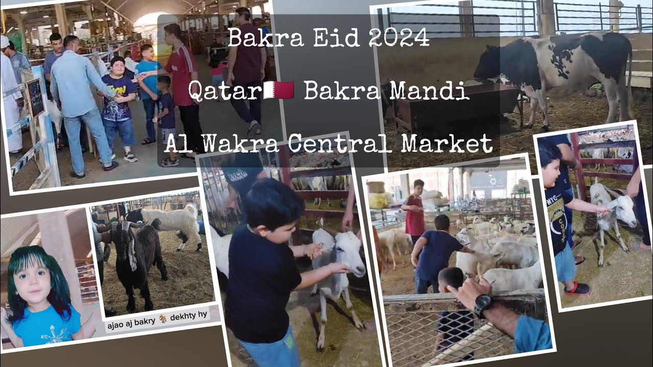 Bakra Eid 2024 | Qatar🇶🇦 Bakra Mandi ( Al Wakra Central Market ) Aaban pahli dafa qatat mandi gaya