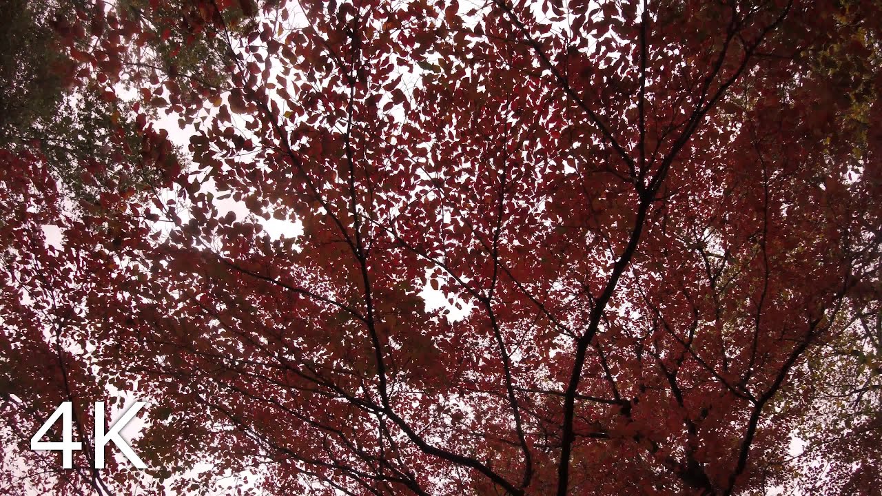 Red Leaves in the Breeze 🍁 Gentle Bird Chirps— Day 83 Forestscape (2-Hour Nature Escape in 4K)