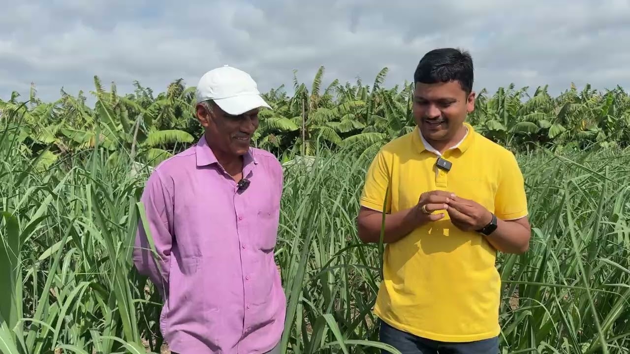 7 फूट अंतरावर रोप लागवड किती महत्वाची...