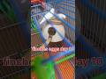 fenches eggs day 10 snow white finches #finches #birds #breedingpair #shorts #viralshorts