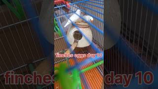 fenches eggs day 10 snow white finches #finches #birds #breedingpair #shorts #viralshorts