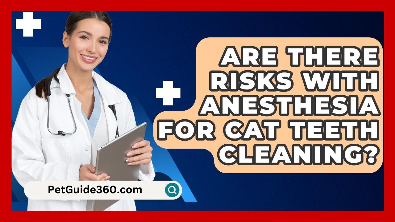 Are There Risks With Anesthesia For Cat Teeth Cleaning? - PetGuide360.com
