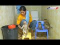 Amazing Family Baby Monkey KAKO Taking Bath Routine