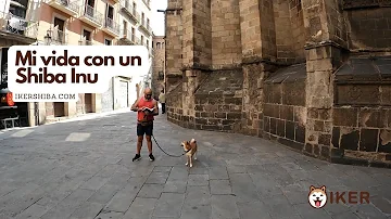 ¿Es el Shiba Inu un perro tranquilo?