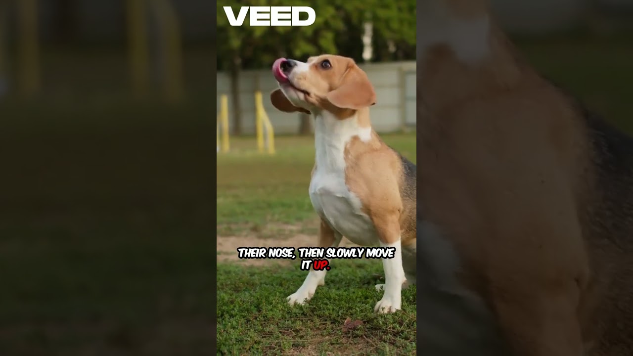 🔄 "Top 5 Beginner Dog Training Mistakes to Avoid" 