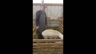 Processing Newborn Lambs