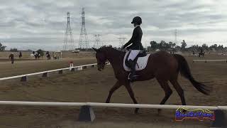 017D Ashley Aguado on Fitzroy Open Preliminary Dressage Ram Tap November 2024