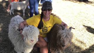 Fog Willow Farms Pumpkin patch Virtual field trip🎃🐐🐷🐔