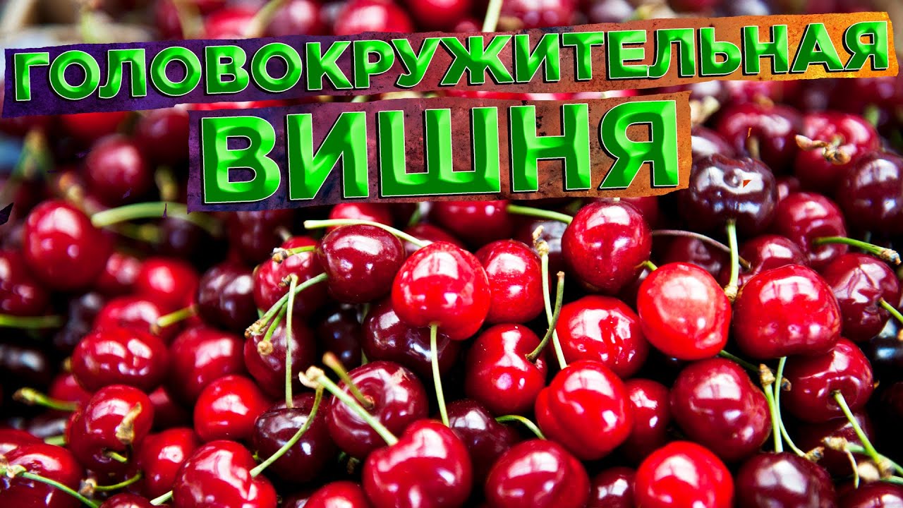 СТОИТ ЛИ ИСПОЛЬЗОВАТЬ ДЕШЕВЫЙ ВИШНЕВЫЙ СОК ДЛЯ САМОГОНА? - YouTube
