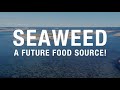 Seaweed: A future food source!