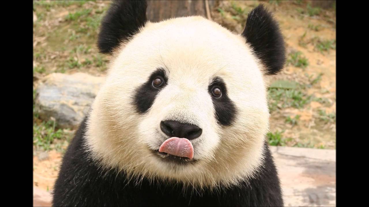 Panda BASS BOOSTED