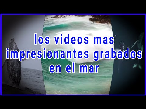 Los animales mas grandes captados en los mares en el momento exacto