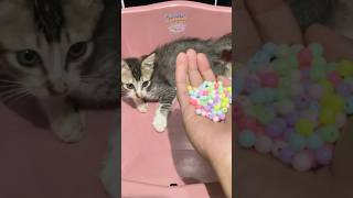 Cat ASMR  | Relaxing Cat Reverse video #shorts #cat #satisfyingvideo #asmr #reversevideo