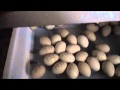 all about hatching/raising chicks part 1of2