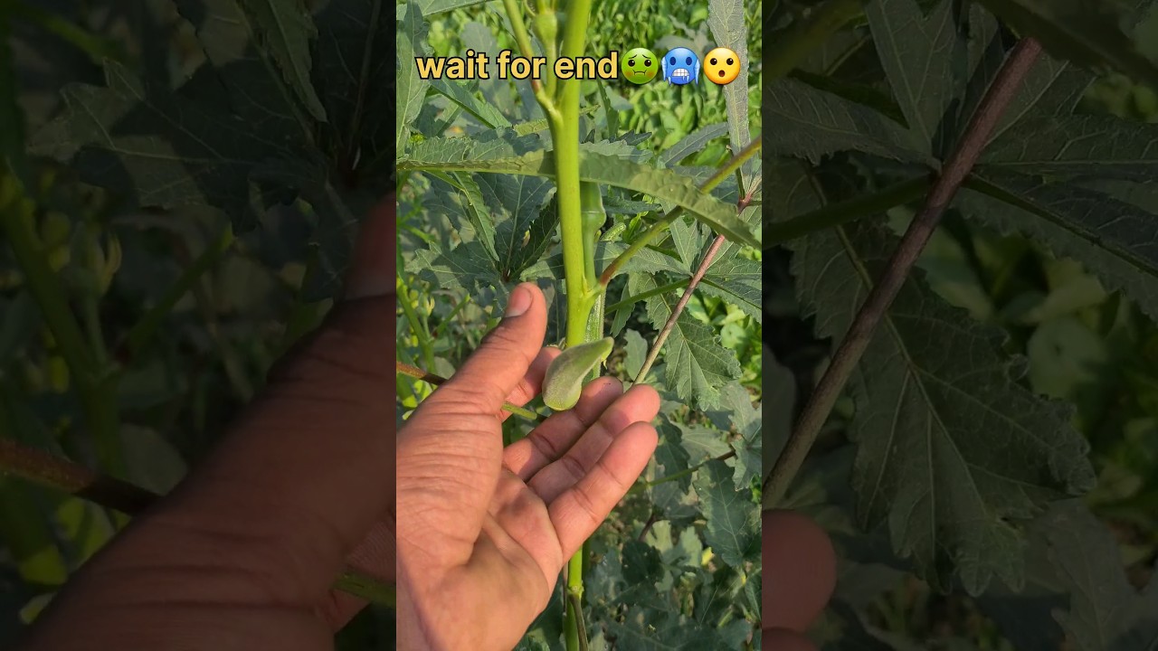 how lady finger grow ? 