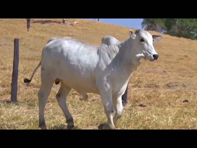 lote 22 - LEILÃO FAZENDA SANTA TEREZA - REPRODUTORES DO FUTURO