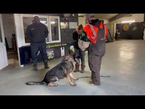 Personal protection k9 understanding the residential market