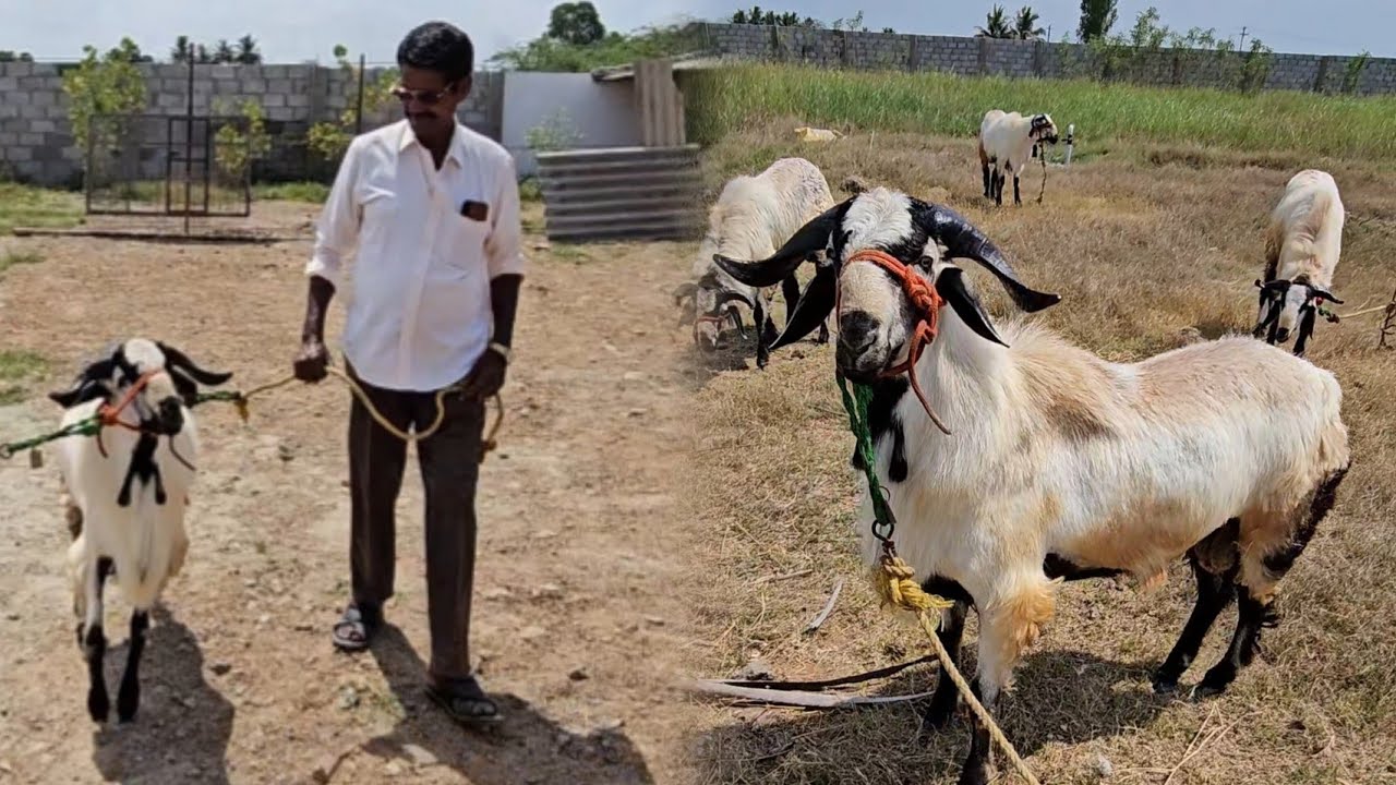 Beautiful Nellore judupi sheep for sales