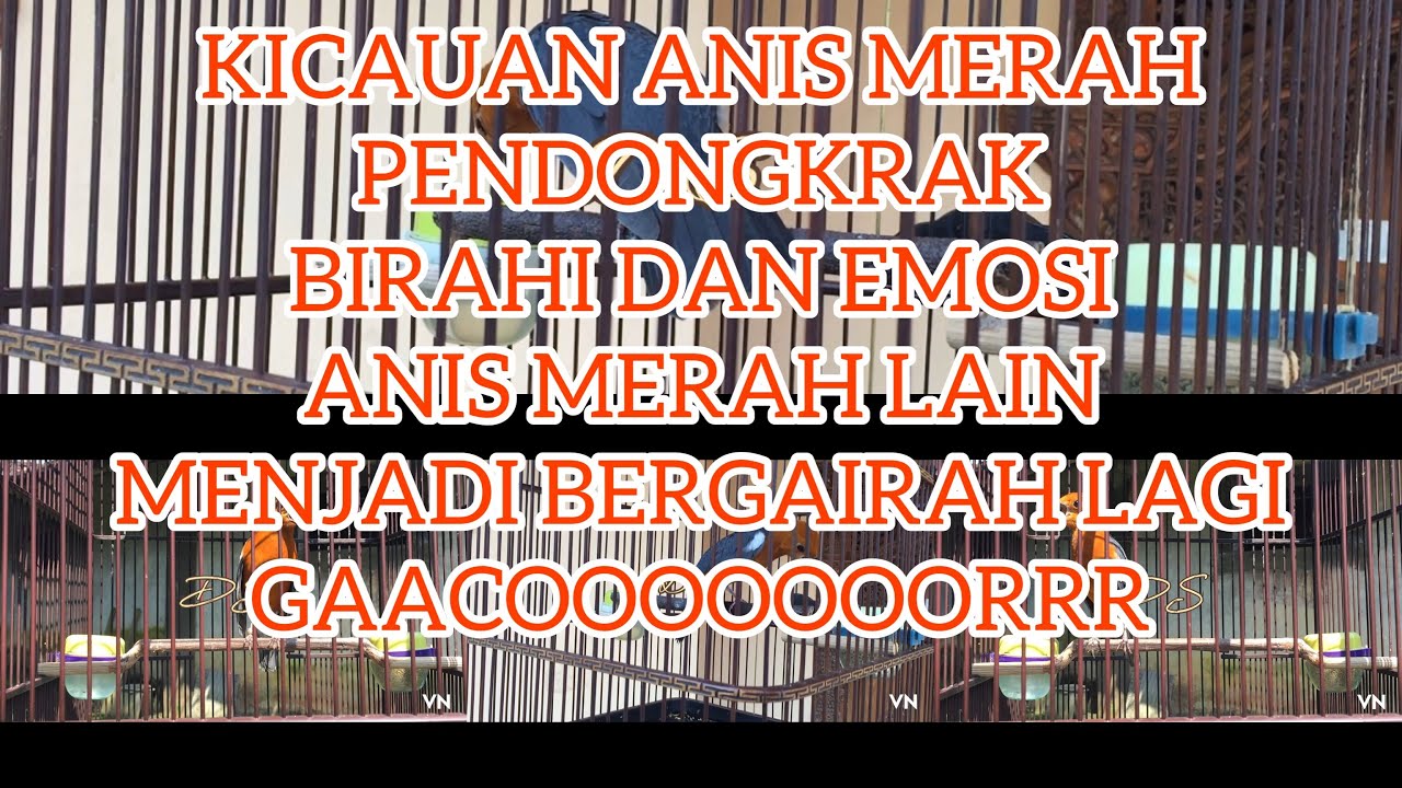 Kicauan Dua Anis Merah Mampu Dobrak Birahi Emosi