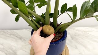 Put A Potato In A Pot. Say Goodbye To That Annoying Problem