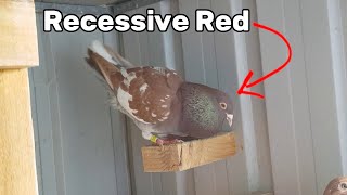 Recessive Red Meulemans Racing Pigeon