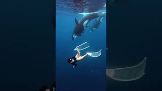 A moment I will never forget 💞 | Underwater diving with Orca whales | scuba diving adventure #divng