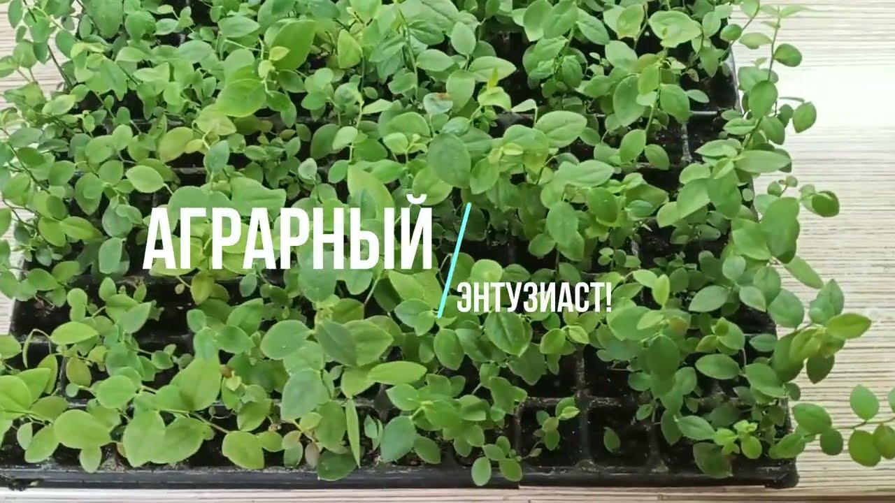 Голубика Pink lemonade ex.Vitro 2023. Получили из лаборатории