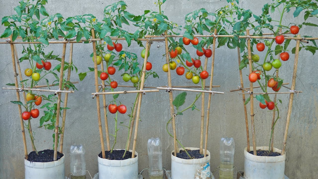Growing Organic Tomatoes At Home The Secret To Growing Many Tomatoes growing-organic-tomatoes-at-home-the-secret-to-growing-many-tomatoes
