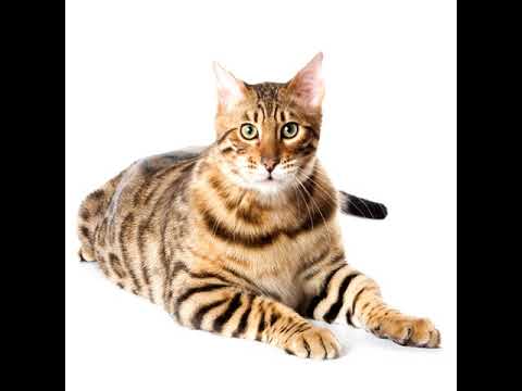 Dj Ouin Le Plus Gros Chat Du Monde Remix By Faustine Productions Youtube