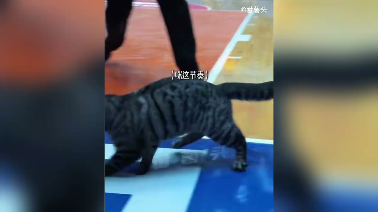Shake and bang – a cat has his way in CBA game between Guangdong and Sichuan | CBA 川粤大战 喵星人乱入球场