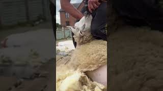 Amazing Sheep Trimming Method Pt 2 #sheep #farmlife #farming #lamb