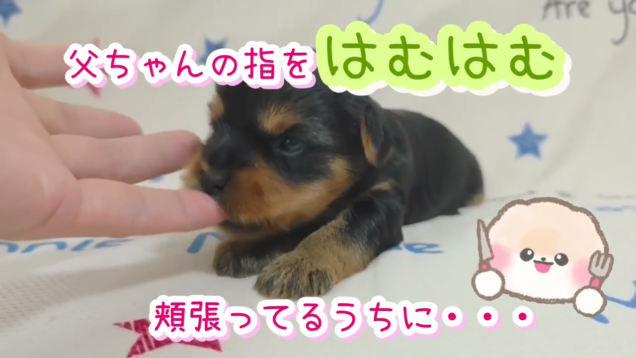 5/22生 ヨーキー仔犬【次女①】(ヨークシャーテリア) - YouTube