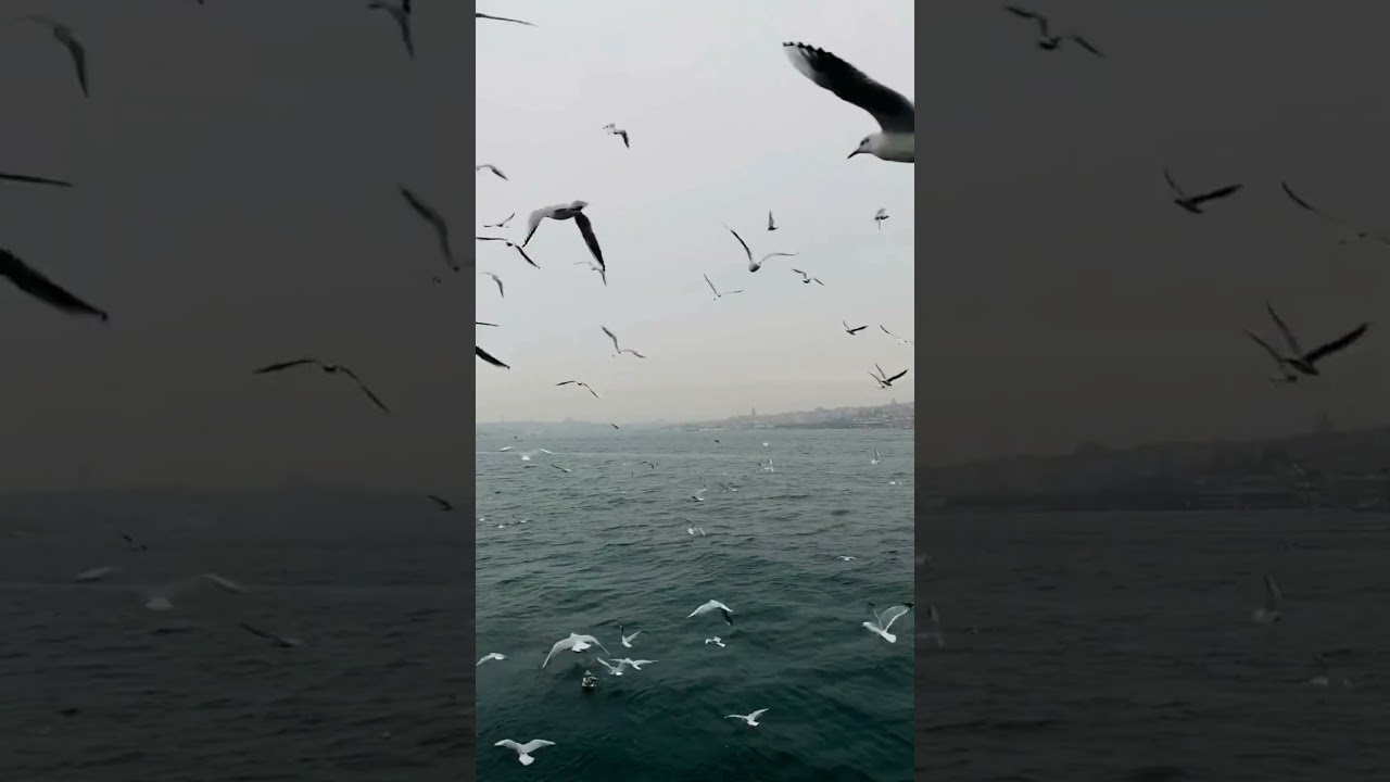 Birds Flying in the Sky over the Beach | Birds 🕊️Loud Sound