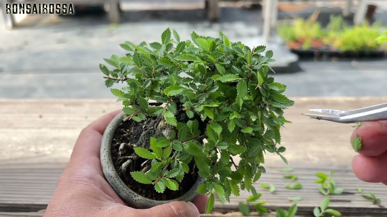 ホムセン産ニレケヤキが伸びてきた #盆栽 #bonsai