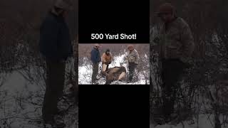 Huge Moose from 500 Yards Out!