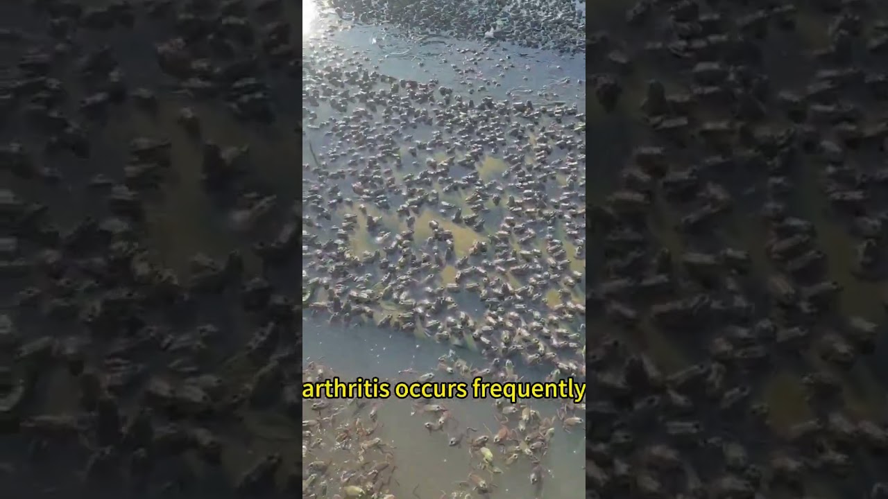 Сравнение моделей выращивания лягушек-быков весной и летом 