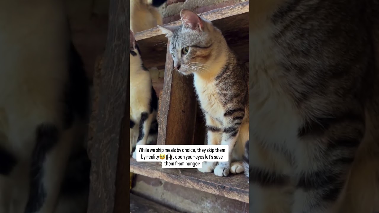 Hello Dear, friend help me $750 dollars to by cats food 🐈and medication 💊